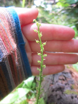 Image of white adder's-mouth orchid