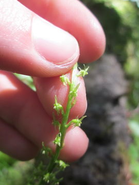 Image of white adder's-mouth orchid