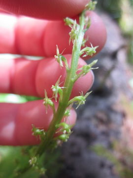 Image de Malaxis monophyllos var. brachypoda (A. Gray) P. Morris & Eames