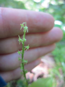 Image of white adder's-mouth orchid