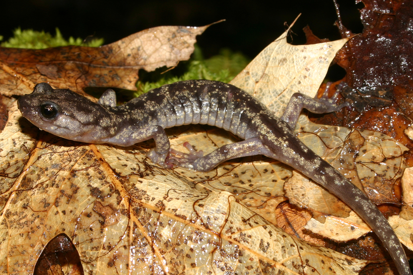 Image of Wandering Salamander