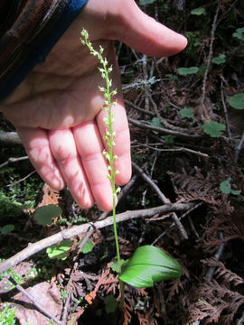 Image de Malaxis monophyllos var. brachypoda (A. Gray) P. Morris & Eames