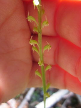 Image of white adder's-mouth orchid