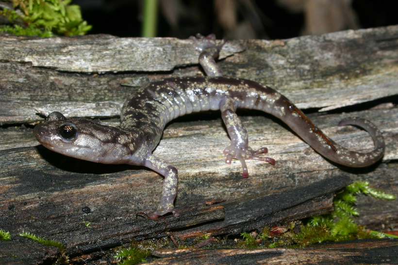 Image of Wandering Salamander