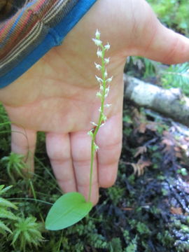 Image of white adder's-mouth orchid