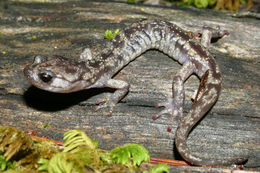 Image of Wandering Salamander