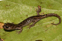 Image of Wandering Salamander