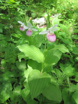 Image of Showy lady's slipper