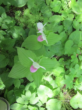 Image of Showy lady's slipper