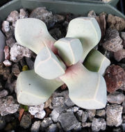 Image of Lapidaria margaretae (Schwant.) Dinter & Schwant.