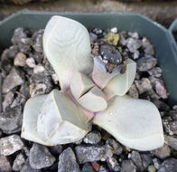 Image of Lapidaria margaretae (Schwant.) Dinter & Schwant.