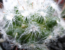 Image of <i>Mammillaria glassii</i> var. <i>ascensionis</i>