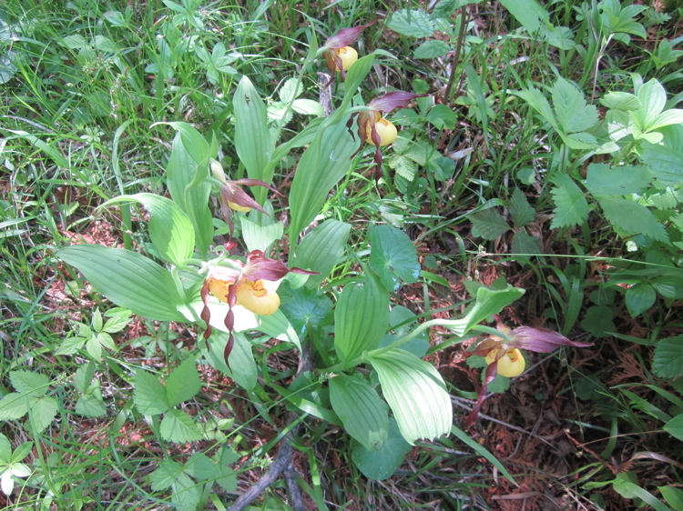 Image of greater yellow lady's slipper