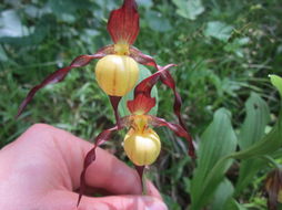 Image of greater yellow lady's slipper