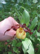 Image of greater yellow lady's slipper