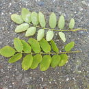 Image of black locust