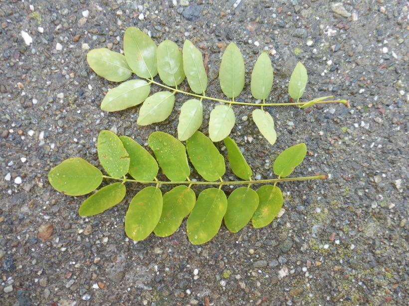 Image of black locust