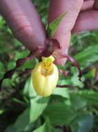 Image of greater yellow lady's slipper