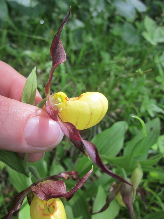 Image of greater yellow lady's slipper