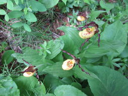 Image of greater yellow lady's slipper