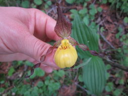 Cypripedium parviflorum var. makasin (Farw.) Sheviak的圖片