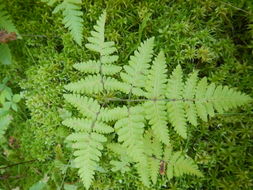 Image of scented oakfern