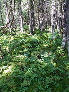 Image of scented oakfern