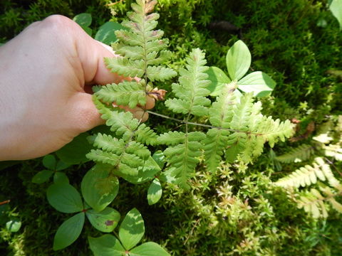 Imagem de Gymnocarpium robertianum (Hoffm.) Newman