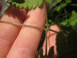 Image of scented oakfern