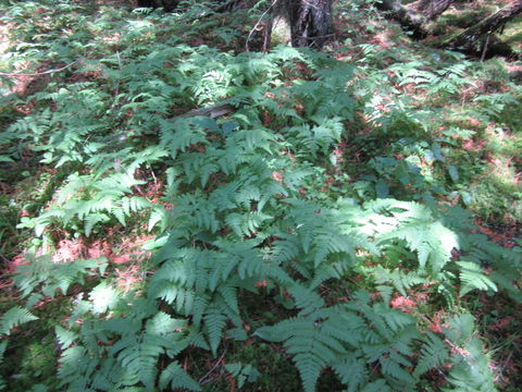 Image of scented oakfern