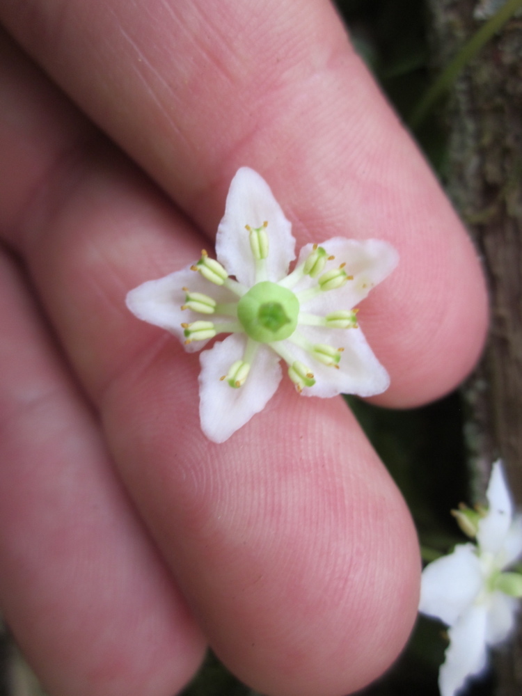 Plancia ëd Moneses uniflora (L.) A. Gray