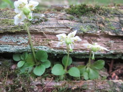 Plancia ëd Moneses uniflora (L.) A. Gray