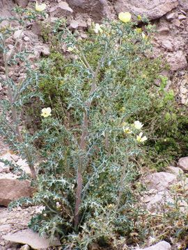 Image of Mexican pricklypoppy