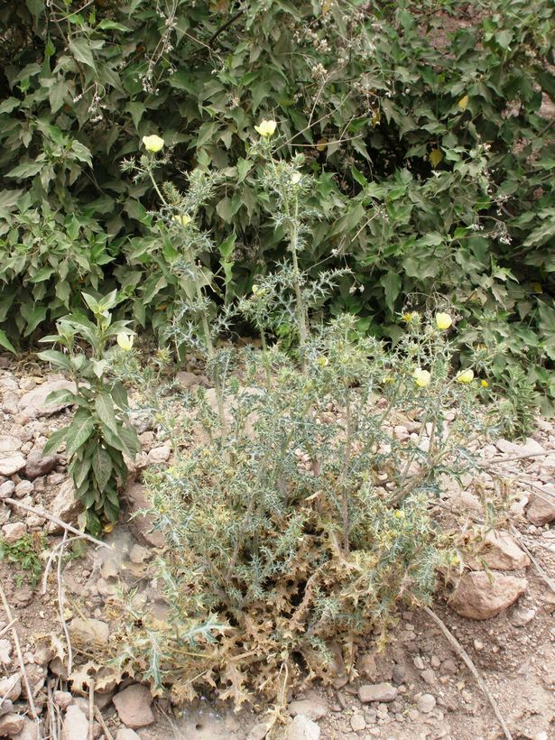 Image of Mexican pricklypoppy