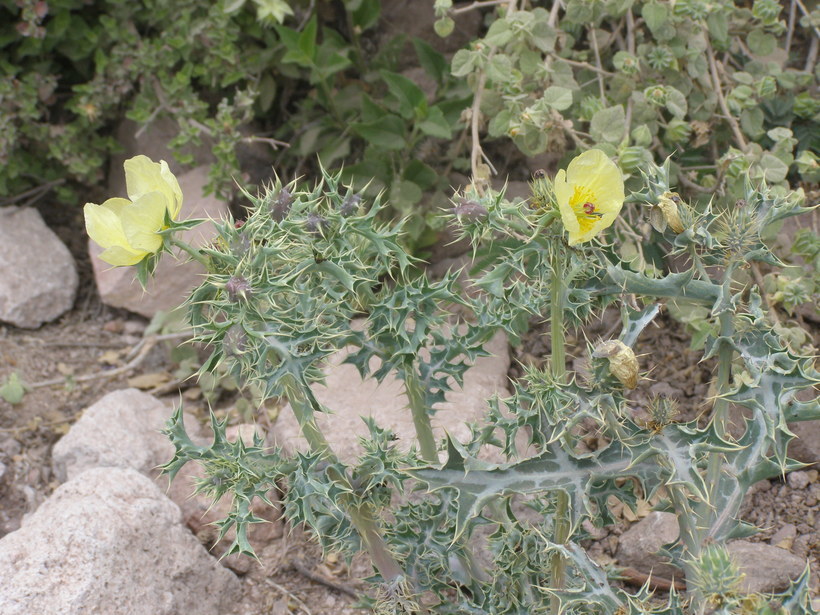 Argemone mexicana L. resmi