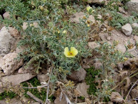 Image of Mexican pricklypoppy