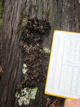 Image of Beauvois' spotted felt lichen