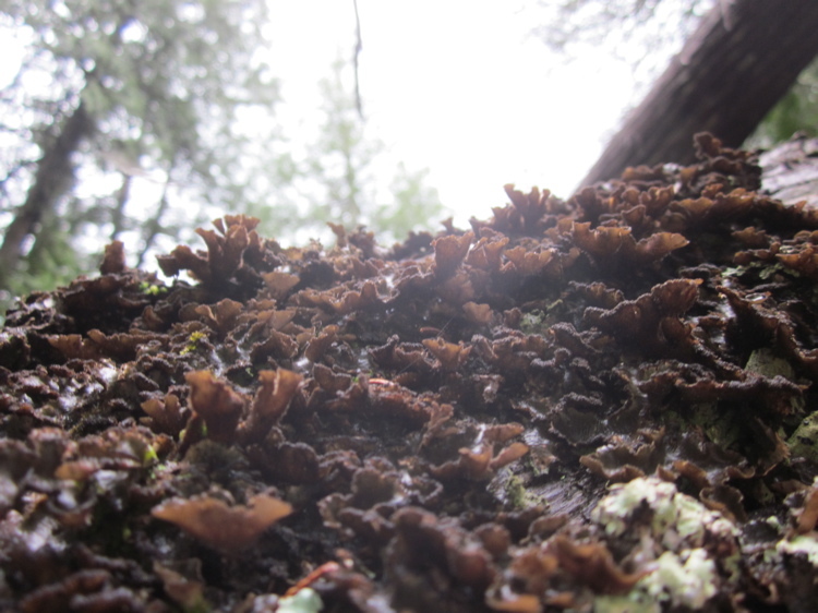 Image of Beauvois' spotted felt lichen