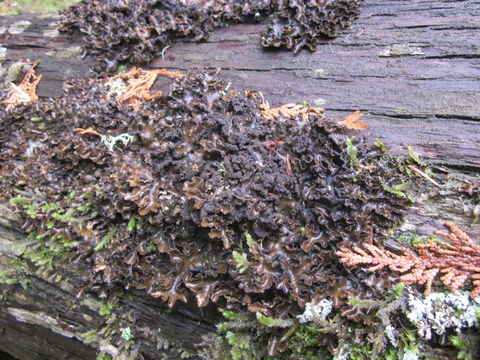 Image of Beauvois' spotted felt lichen