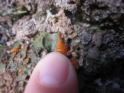 Image of chocolate chip lichen