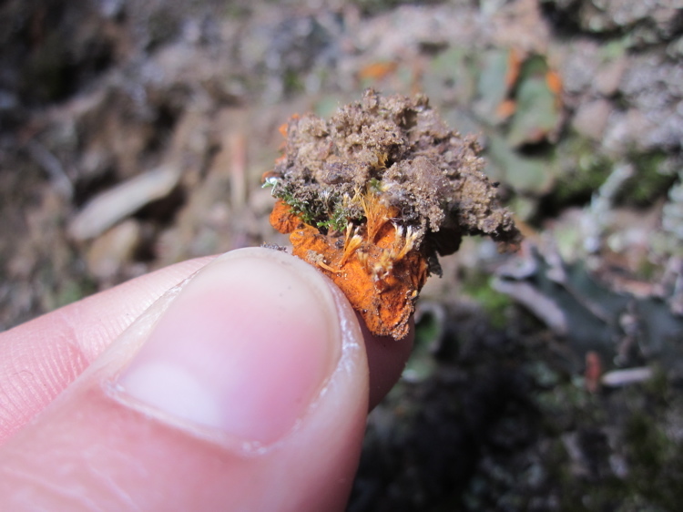 Image of chocolate chip lichen