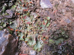 Image of chocolate chip lichen