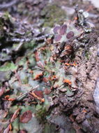 Image of chocolate chip lichen