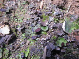 Image of Fan lichen;   Felt lichen