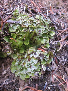 Image of chocolate chip lichen