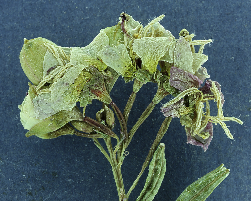 Imagem de Chylismia claviformis subsp. lancifolia (A. Heller) W. L. Wagner & Hoch