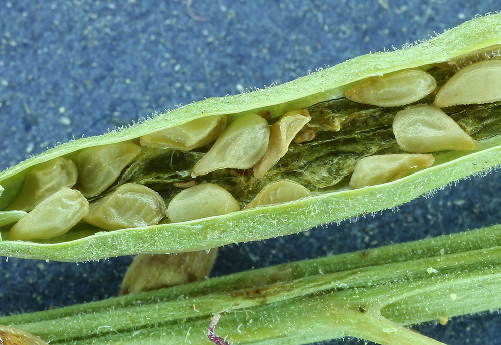 Imagem de Chylismia claviformis subsp. lancifolia (A. Heller) W. L. Wagner & Hoch