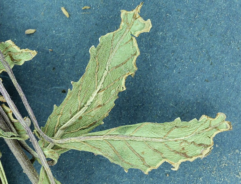 Imagem de Chylismia claviformis subsp. lancifolia (A. Heller) W. L. Wagner & Hoch