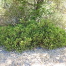 Arctostaphylos stanfordiana Parry resmi