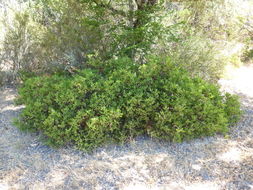 Sivun Arctostaphylos stanfordiana subsp. decumbens (P. V. Wells) P. V. Wells kuva